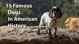 Top 15 Famous Dogs In American History in 2021