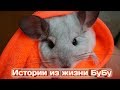 ИСТОРИИ ИЗ ЖИЗНИ БуБу🐭