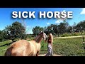 Our Horse Mark Has Lyme Disease! Turkey Update [Fence Down as Well]