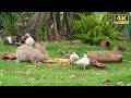 CAT TV: A Peaceful Day in the Garden 🌿 Relaxing Birds, Squirrels &amp; Bunnies for Cats