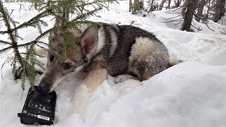 Такому аппарату и звери рады будут!!!