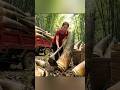 Harvest juicy bamboo shoot  and goes to market sale #harvest #creativesurvival #fruit