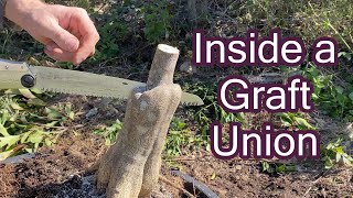 Inside a Graft Union by Practical Primate 2,031 views 2 years ago 3 minutes, 18 seconds