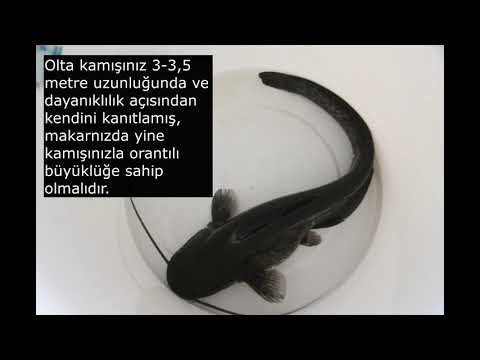 Video: Bir Kwokta Yayın Balığı Nasıl Yakalanır