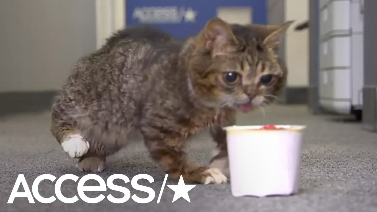 Lil Bub Is The Cutest Kitty You'll See Today! | Access
