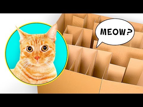 Video: Wie Viele Zähne Haben Katzen?