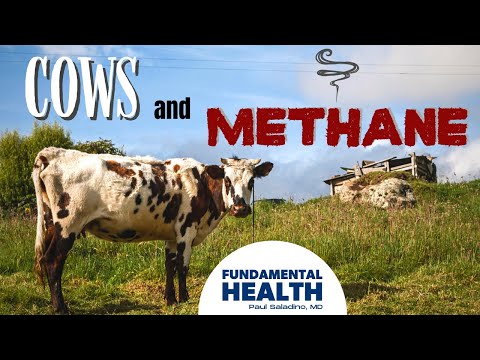 Why Do Cows And Termites Contribute Methane To The Atmosphere