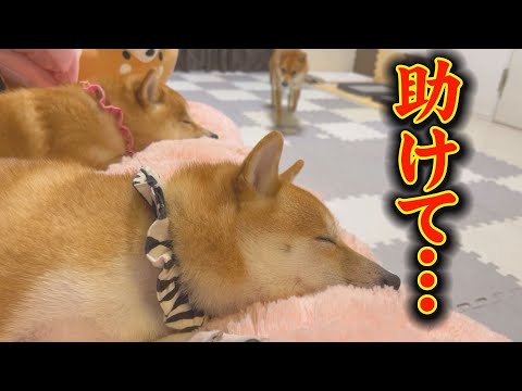 気絶寸前・・・毒ガス騒動に巻き込まれた豆柴たち・・・