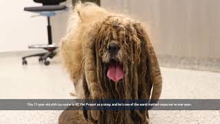 Severely Matted Dog Brought in to KC Pet Project Resimi