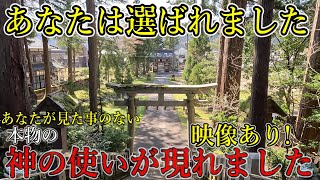 ⚠️きっとあなたがまだ会った事のない日本の神々の使いと出会えます！映像あり！【福井県今立郡 須波阿湏疑神社】