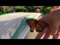 Releasing 12 Monarch Butterflies