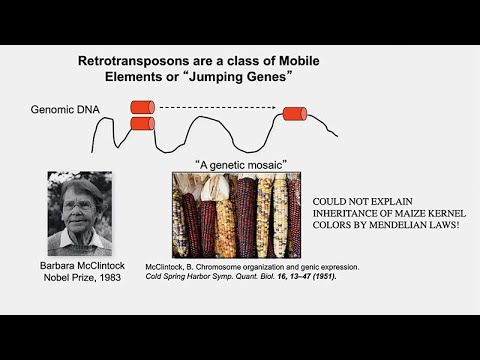 CARTA: Comparative Anthropogeny - Line1 Retrotransposons