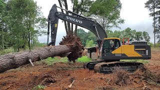 Taking Down Some Massive Trees In The Woods With The 350!