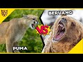 Puma vs Beruang Cokelat Siapa yang Akan Memenangkan Pertarungan