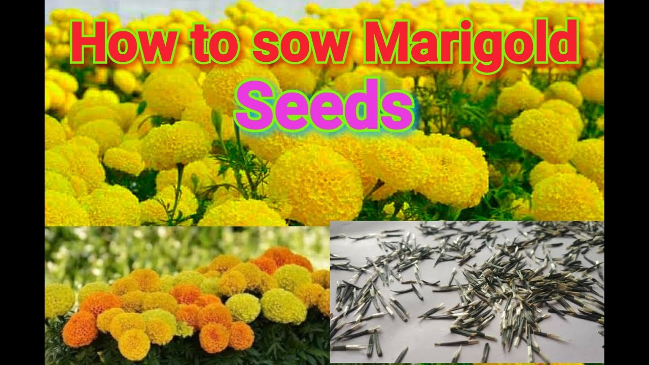 How to sow Marigold seeds? YouTube