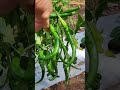 Come fare Fruttificare tanto Peperone e Peperoncino 3 consigli semplici