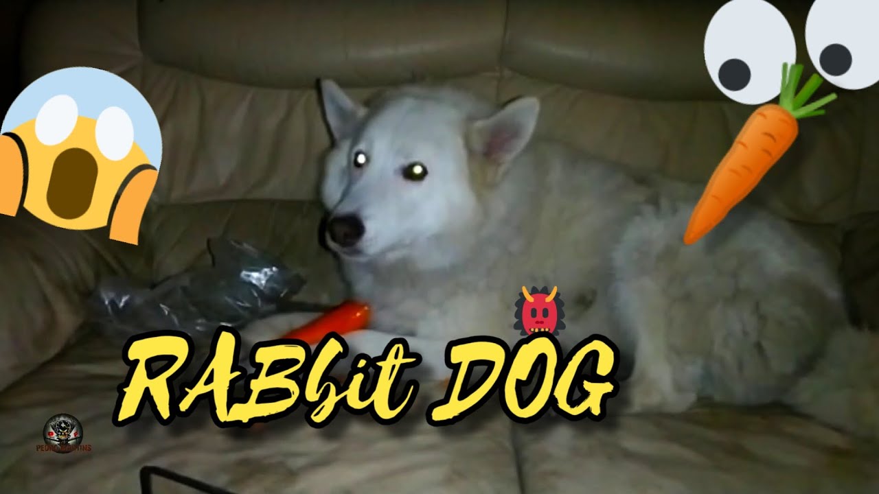 RABbit DOG Attack be careful 😱 YouTube