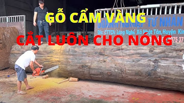 Hàng Đã Về Cắt Luôn Cho Nóng " Cẩm Vàng Siêu To " Nguyễn Văn Cương