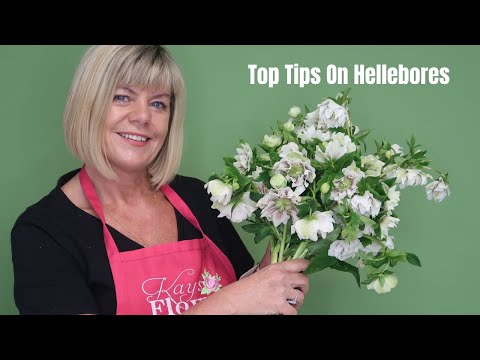 Video: Hellebore bröllopsblommor: tips om hur du använder Hellebore för bröllopsbuketter