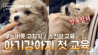 First Training for Puppy I Training for Teething Puppy I 2 Month Old Toy Poodle Training