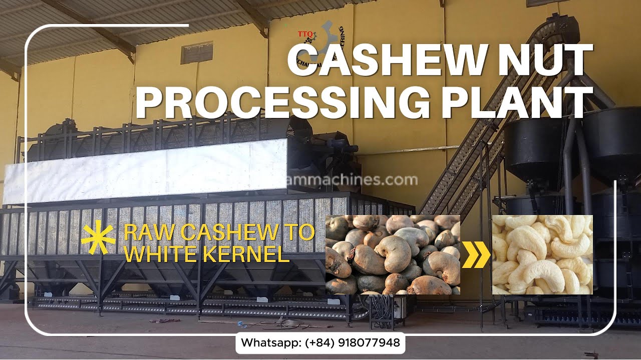 Cashew Nut Processing Plant: From Raw Nuts to White Kernels | TTQ Vietnam Machines