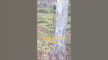واحة سيدي يحيى بوجدة Sidi Yahya Oujda 