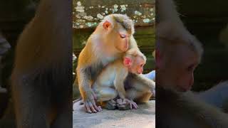 Hak Han MDJ Channel Daily Monkey Video SHORTS  Animal Monkey