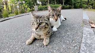 白内障の先輩猫の傍に行って、そっと寄り添うキジトラ猫