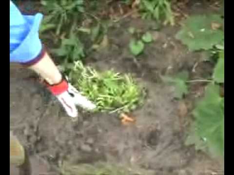 And This Is How NOT To Replant Your Hosta!