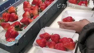 高級苺　さくらもも苺　見学