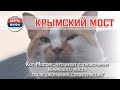 Кот Мостик что будет с талисманом Крымского моста после окончания строительства