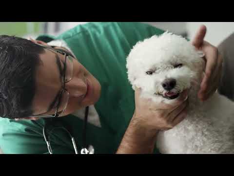 Video: Quanto vengono pagati i veterinari?