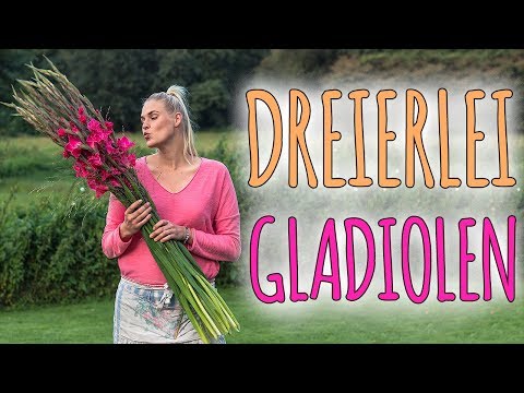 Video: Gladiolen Erfreuen Sie Mit Ihren Schattierungen
