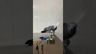 😤 T Ruined Parrot Rocky's Grade 🦜👩‍🏫🥰 #africangrey #talkingparrot #cuteparrot #funnyparrot #birds by Rocky and The Flock 126 views 3 weeks ago 1 minute, 2 seconds