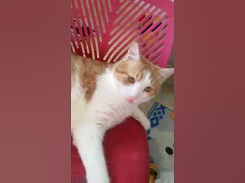 Кот В Пальто !!! - YouTube