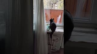 Там очень интересно, только холодно ) #cats #cat #оле7 #ластёна #котофейка #кот #котики #животные