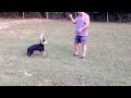 German Shepherd Breeder Chattanooga TN German Shepherd Breeder Chattanooga TN