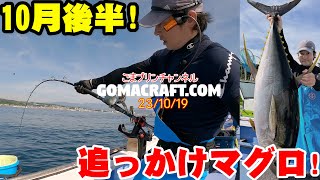 【相模湾カツオマグロ船2023】10月の追いかけマグロで44kg！（23/10/19・よしひさ丸）