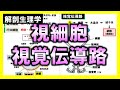 【解剖生理学（感覚器系）】視細胞・視覚伝導路：リメイクver.