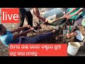 How cow giveng birth live vedio  golden farming odisha