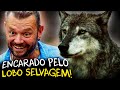 ENCONTRO COM O LOBO-CINZENTO: ENTREI NO SANTUÁRIO DE LOBOS SELVAGENS!