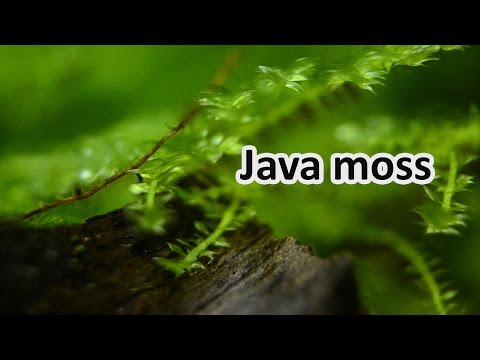 Java moss (Taxiphyllum barbieri) In Tropical Freshwater Aquarium