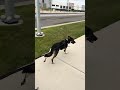 Daisy and Cartel skateboard for 3 minutes!