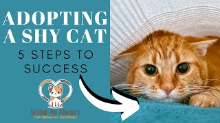 Adopting A Shy Cat: 5 Steps to Success screenshot 5