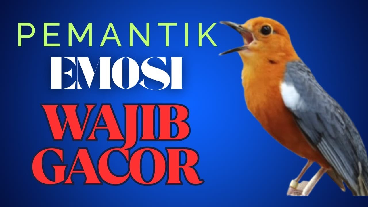 Anis Merah Official 26 | Banyak yang LANGSUNG BUNYI mendengar pancingan Anis Merah ini buktikan dala