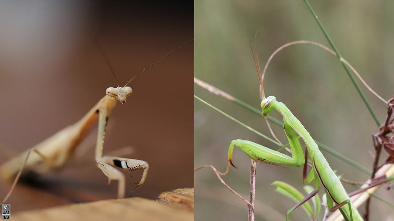 ウスバカマキリ 貪欲で獰猛な草原のオサレカマキリと一緒に食べようよ コカマキリ Mantis Religiosa Statilia Maculata Youtube