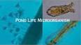 The Wonders of the Microscopic World: Exploring the Hidden Realm of Microorganisms ile ilgili video