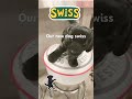 #swiss #newdog#essa