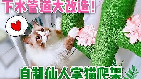 铲屎官用卫生间下水管给猫做仙人掌树，猫：味道醇厚！