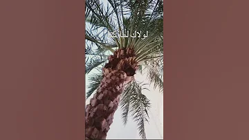 ماهر زين لولاك 